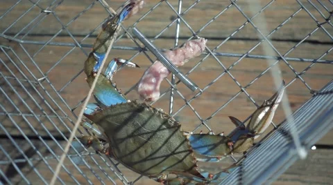 BLUE CRAB CAUGHT IN TRAP SLOW MOTION Stock Footage 67048667
