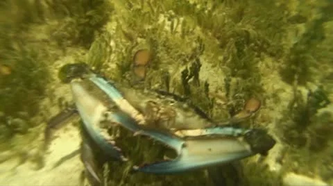 Blue Crab close up Stock Footage 10753773