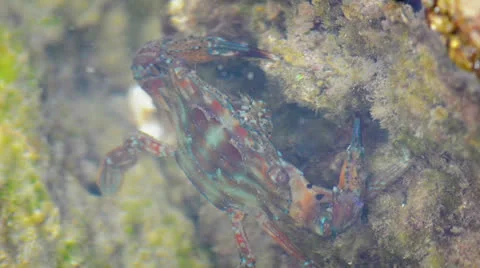 Blue crab feeds on vegetation Stock Footage 25126259