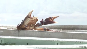 Blue Crab fighting hand Video stock 85534568