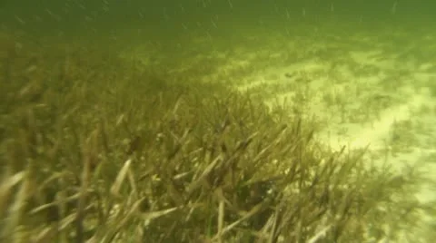 Blue crab Stock Footage 10753667