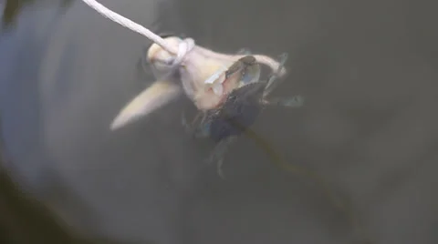 Blue Crab Stock Footage 30384000