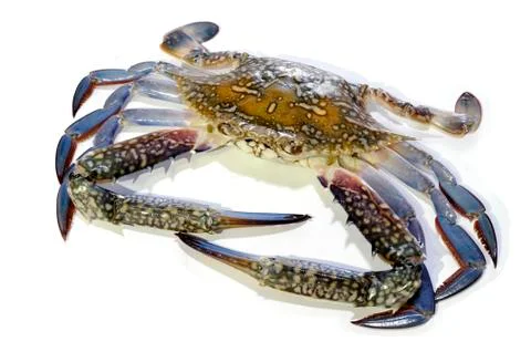 Blue crab isolated on white background Stock Photos