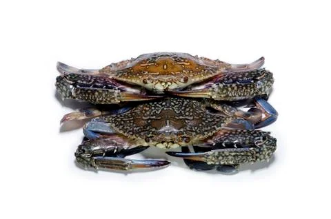 Blue crab isolated on white background Stock Photos