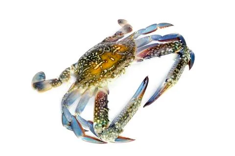 Blue crab isolated on white background Stock Photos
