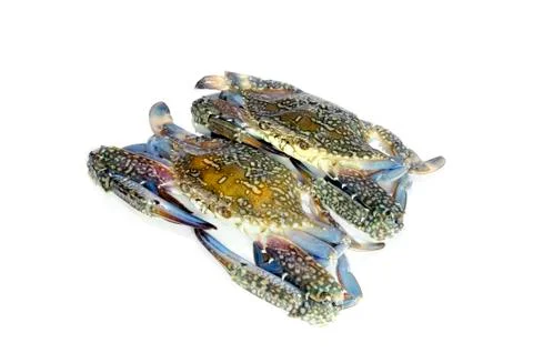 Blue crab isolated on white background Stock Photos
