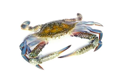 Blue crab isolated on white background Stock Photos