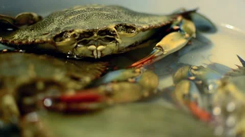 Blue Crab Medium Shot Stock Footage 10709247
