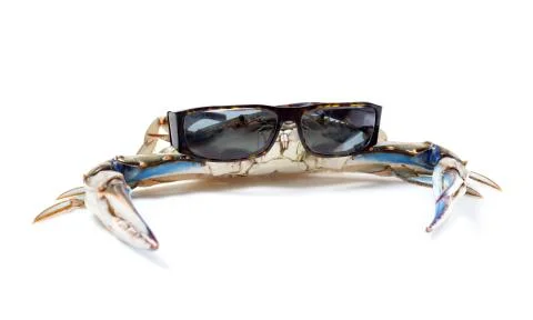 Blue crab Stock Photos