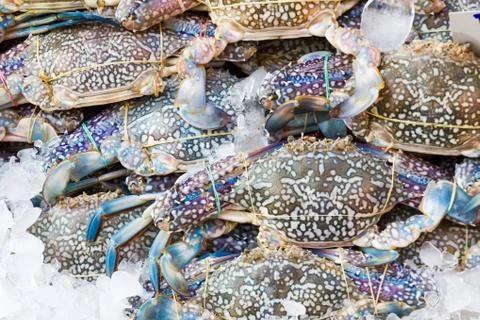 Blue crab Stock Photos