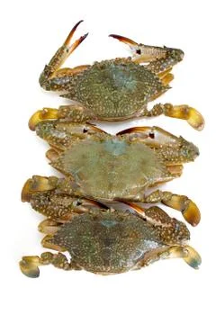 Blue crab Stock Photos
