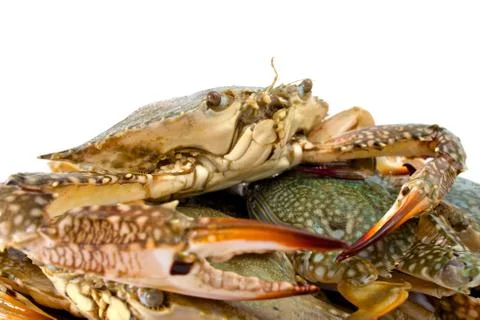 Blue crab Stock Photos