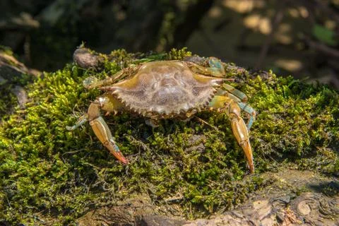 Blue Crab Foto stock