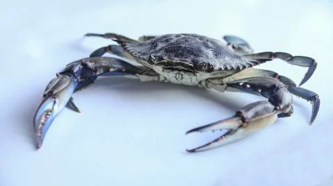 Blue crab Foto stock
