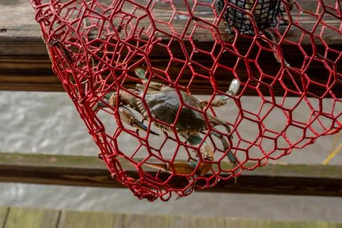Blue Crab in a Trap Stock Photos