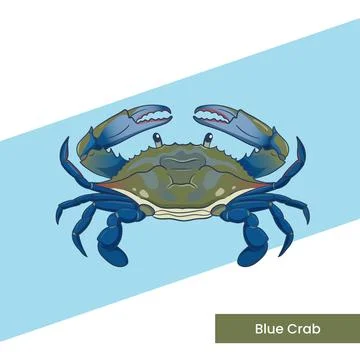 Blue Crab Vector Illustration - Ocean Crustacean Seafood Design for Restaur.. Stock Illustration