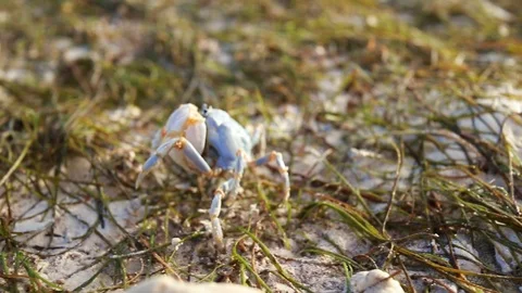 Blue Crab Walking Close up Видео 108642673