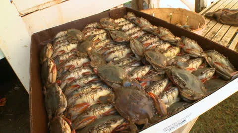 Blue crabs 04 HD Stock Footage 22800502