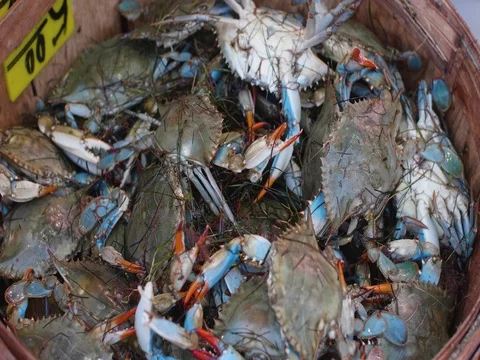 Blue Crabs in the China Town Fish Market | Stock Video | Pond5