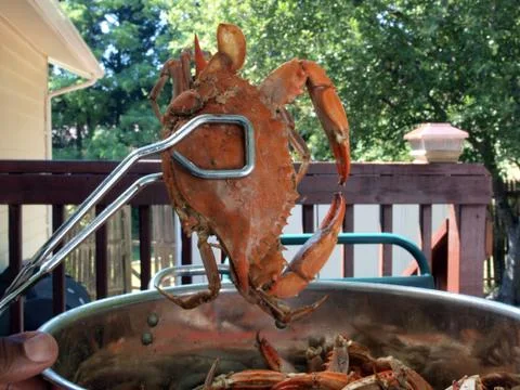 Blue crabs cooked Stock Photos