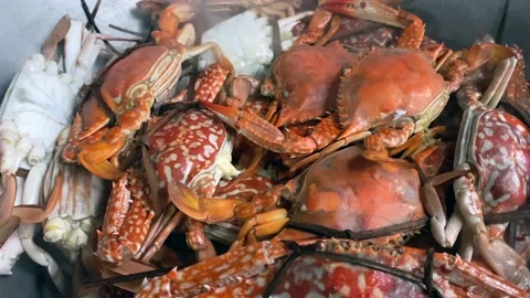 Blue crabs steaming Stock Footage 150254679