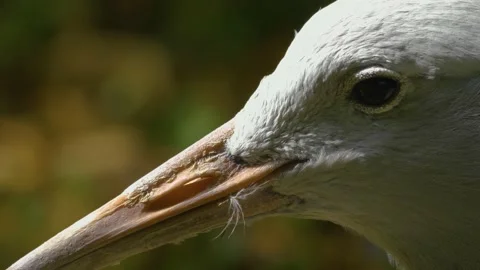 Blue crane- close up of head Stock Footage 141282092