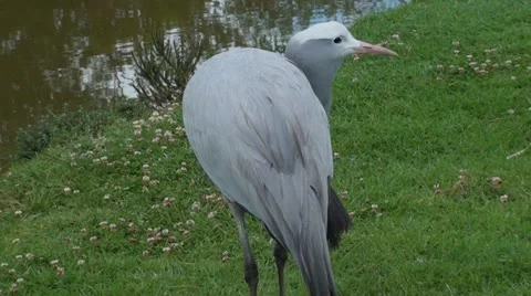 Blue crane Stock Footage 12223253