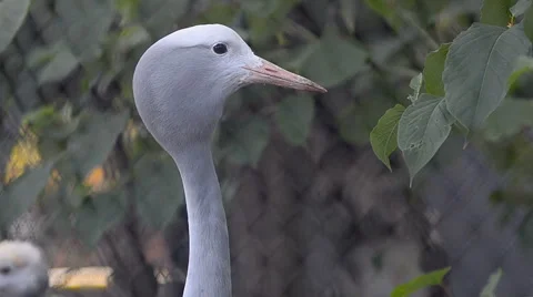 Blue crane Stock Footage 67811075