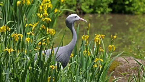 The Blue Crane, Grus paradisea, is an endangered bird Stock Footage 156782726