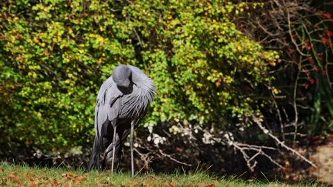 The Blue Crane, Grus paradisea, is an endangered bird Stock Footage 255793787