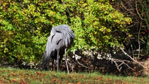 The Blue Crane, Grus paradisea, is an endangered bird Stock Footage 260712767