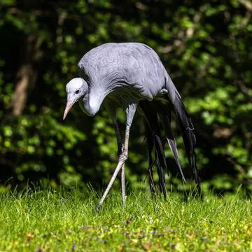 The Blue Crane, Grus paradisea, is an endangered bird The Blue Crane, Grus... Stock-Fotos