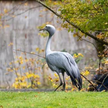 The Blue Crane, Grus paradisea, is an endangered bird Stock Photos
