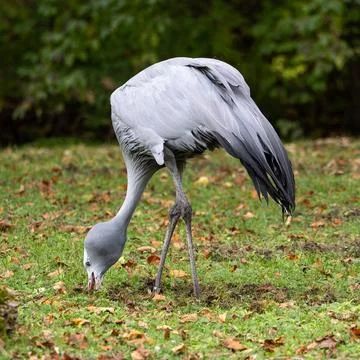 The Blue Crane, Grus paradisea, is an endangered bird Stock Photos