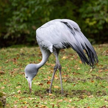 The Blue Crane, Grus paradisea, is an endangered bird Stock Photos