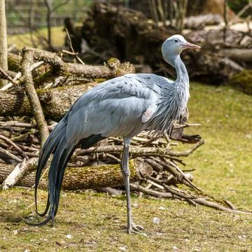 The Blue Crane, Grus paradisea, is an endangered bird Stock Photos