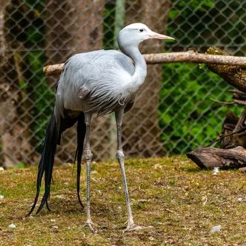 The Blue Crane, Grus paradisea, is an endangered bird Stock Photos