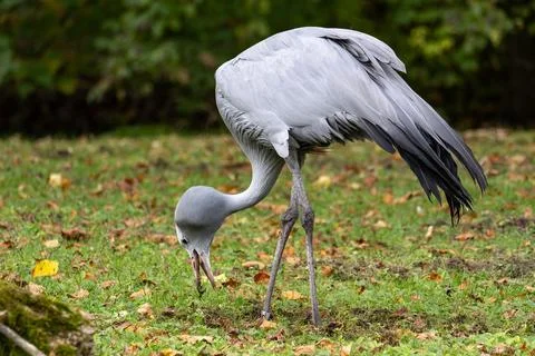 The Blue Crane, Grus paradisea, is an endangered bird Stock Photos