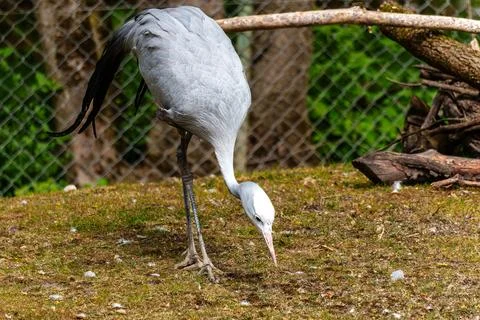 The Blue Crane, Grus paradisea, is an endangered bird Stock Photos