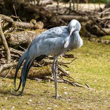 The Blue Crane, Grus paradisea, is an endangered bird Stock Photos