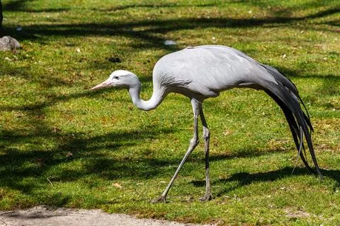 The Blue Crane, Grus paradisea, is an endangered bird Stock Photos