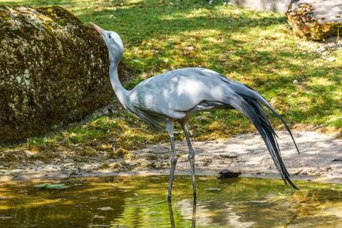 The Blue Crane, Grus paradisea, is an endangered bird Stock Photos
