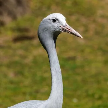 The Blue Crane, Grus paradisea, is an endangered bird Stock Photos