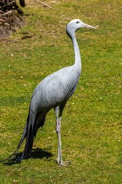 The Blue Crane, Grus paradisea, is an endangered bird Stock Photos