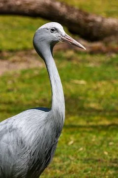 The Blue Crane, Grus paradisea, is an endangered bird Stock Photos