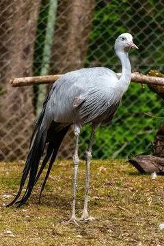 The Blue Crane, Grus paradisea, is an endangered bird Stock Photos