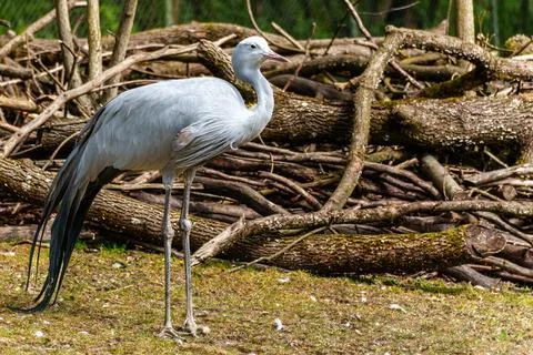 The Blue Crane, Grus paradisea, is an endangered bird Stock Photos