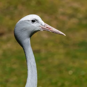 The Blue Crane, Grus paradisea, is an endangered bird Stock Photos