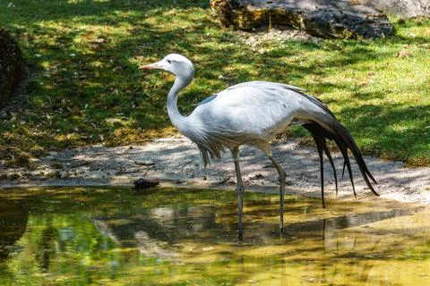The Blue Crane, Grus paradisea, is an endangered bird Stock Photos
