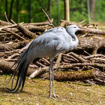 The Blue Crane, Grus paradisea, is an endangered bird Stock Photos